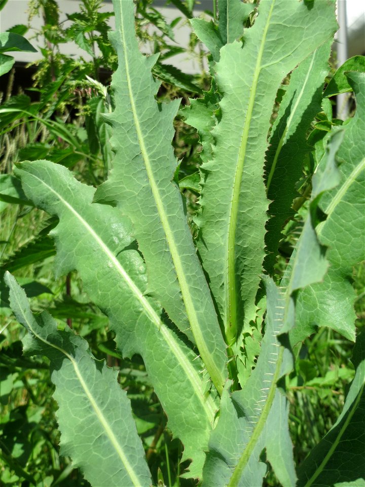 Stachel-Lattich (Lactuca serriola) an der Saar in Saarbrücken