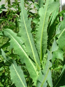 Stachel-Lattich (Lactuca serriola) an der Saar in Saarbrücken