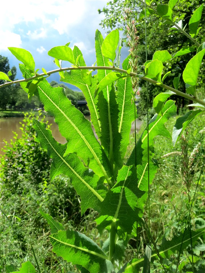 Stachel-Lattich (Lactuca serriola) an der Saar in Saarbrücken