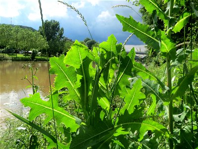 Stachel- oder Kompass-Lattich (Lactuca serriola) an der Saar in Saarbrücken