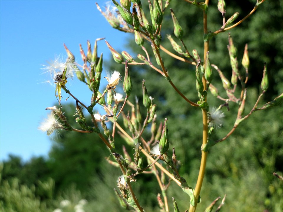 Stachel-Lattich (Lactuca serriola) bei Reilingen photo