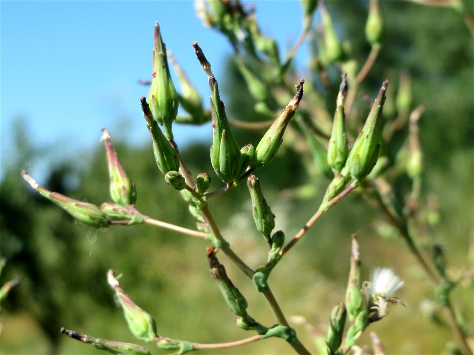 Stachel-Lattich (Lactuca serriola) bei Reilingen