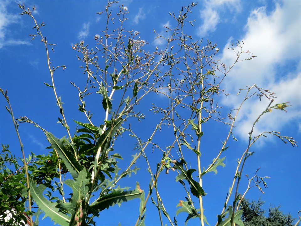 Stachel-Lattich (Lactuca serriola) in Hockenheim photo