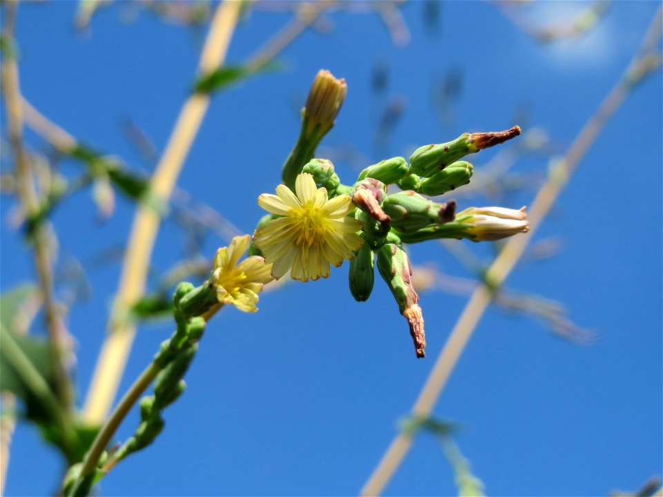 Stachel-Lattich (Lactuca serriola) in Hockenheim