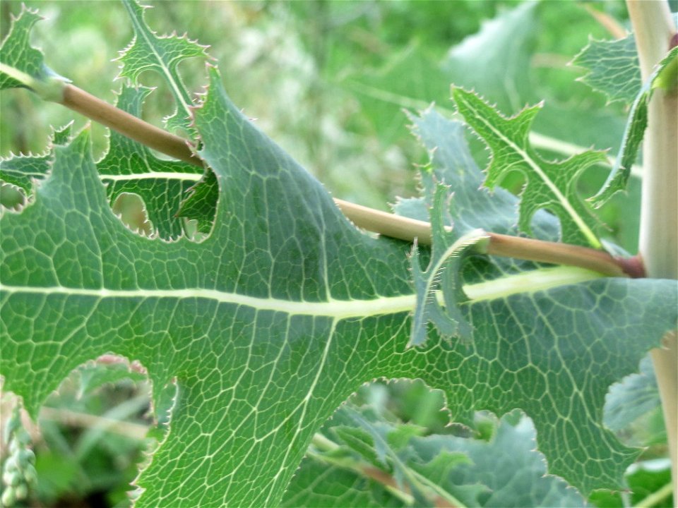 Stachel-Lattich (Lactuca serriola) an der Elisabethenstraße bei Wiesbaden