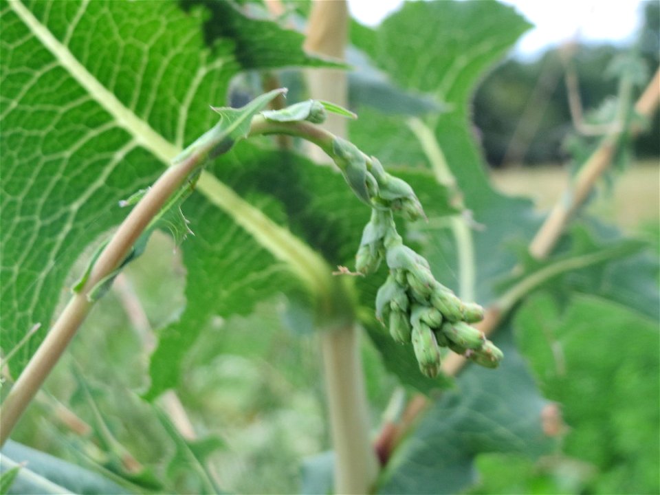 Stachel-Lattich (Lactuca serriola) an der Elisabethenstraße bei Wiesbaden