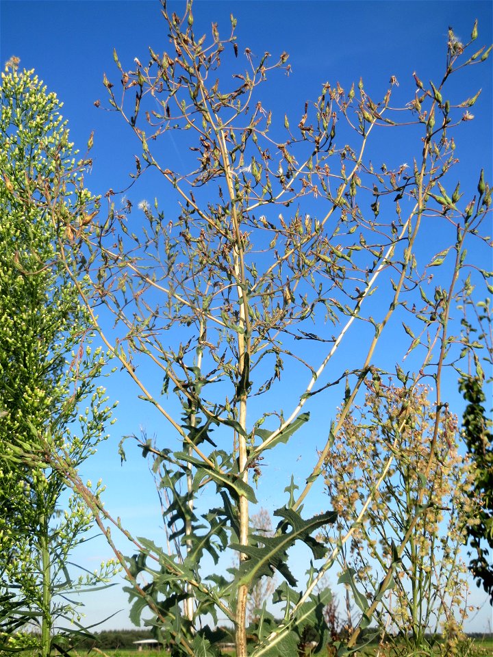 Stachel-Lattich (Lactuca serriola) bei Hockenheim