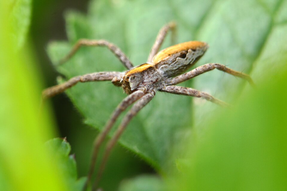 Insect spider nature