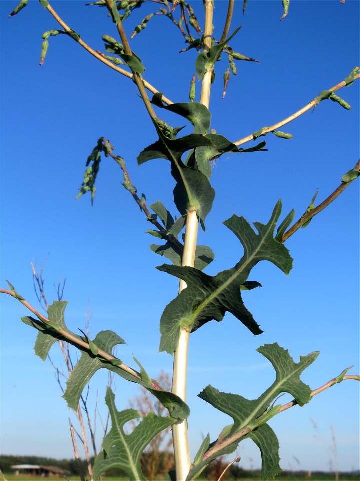 Stachel-Lattich (Lactuca serriola) bei Hockenheim