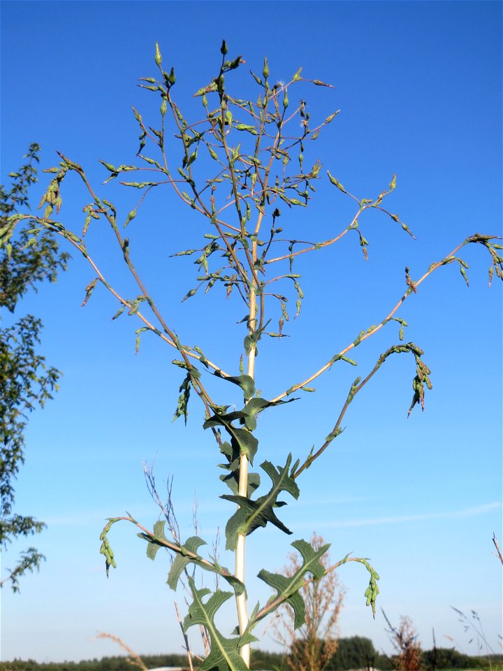 Stachel-Lattich (Lactuca serriola) bei Hockenheim