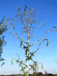 Stachel-Lattich (Lactuca serriola) bei Hockenheim photo