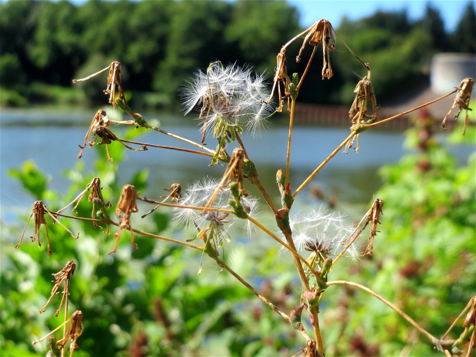 Stachel-Lattich (Lactuca serriola) an der Saar in Saarbrücken