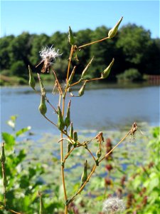 Stachel-Lattich (Lactuca serriola) an der Saar in Saarbrücken