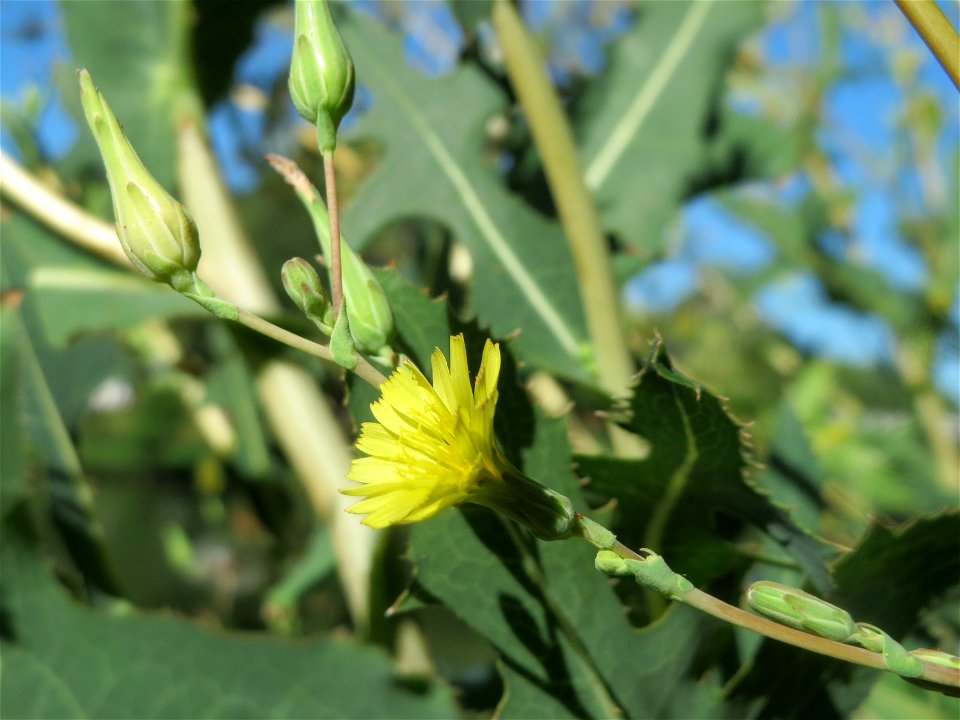 Stachel-Lattich (Lactuca serriola) an der Saar in Saarbrücken
