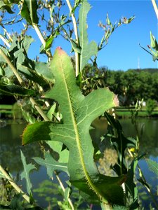 Stachel-Lattich (Lactuca serriola) an der Saar in Saarbrücken