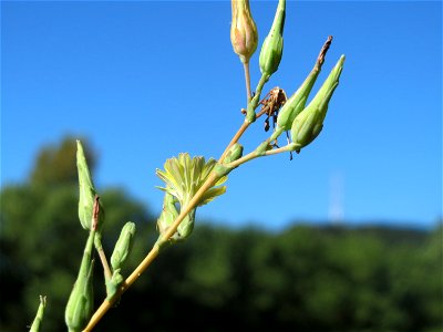 Stachel-Lattich (Lactuca serriola) an der Saar in Saarbrücken