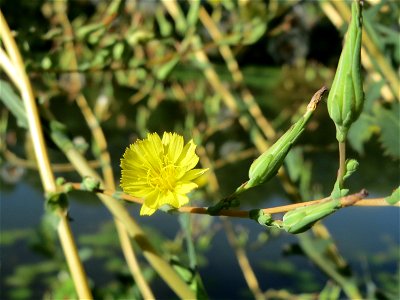 Stachel-Lattich (Lactuca serriola) an der Saar in Saarbrücken