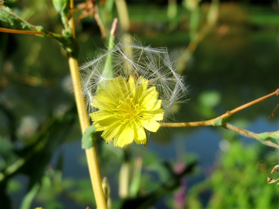 Stachel-Lattich (Lactuca serriola) an der Saar in Saarbrücken
