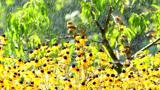 Raindrop summer yellow