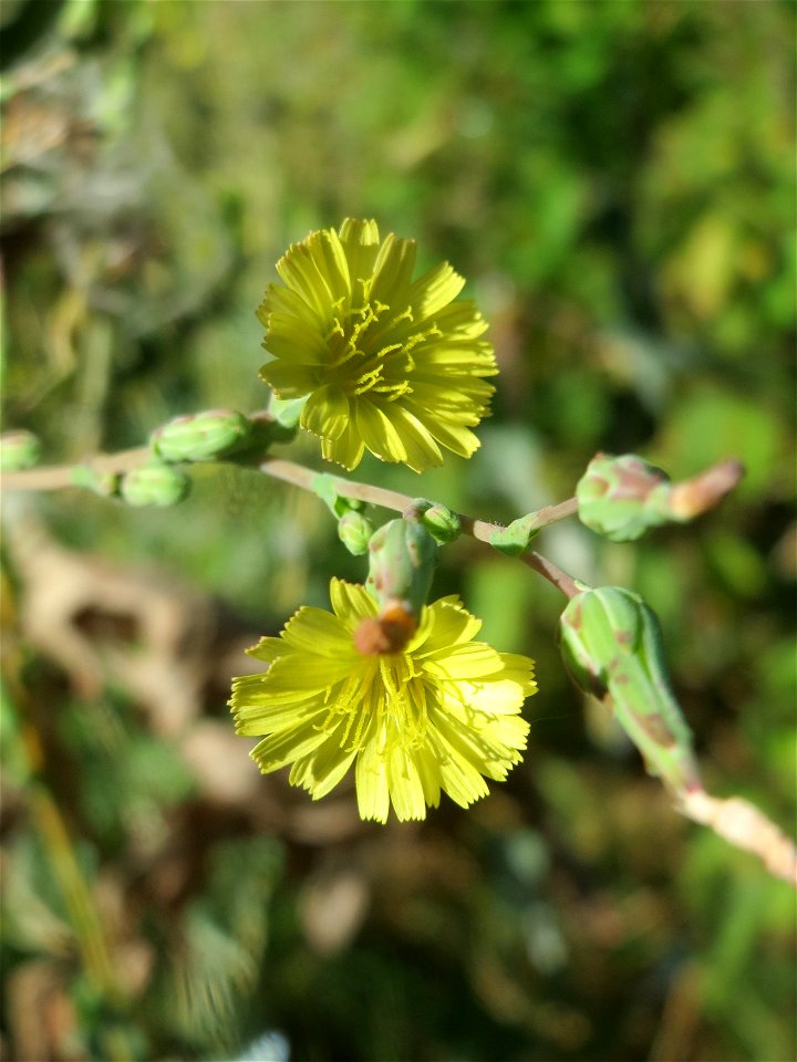 Stachel-Lattich (Lactuca serriola) an der Saar in Saarbrücken