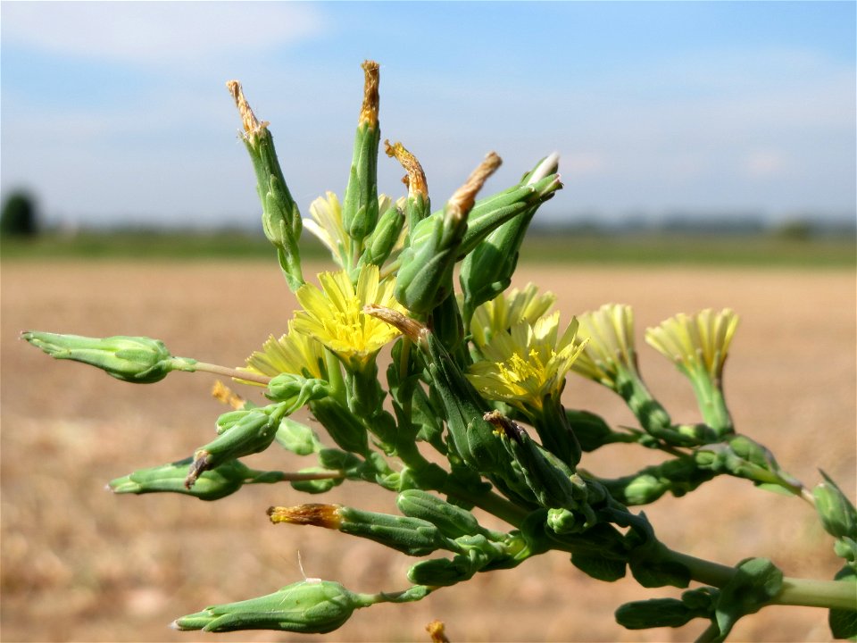 Stachel-Lattich (Lactuca serriola) im Hockenheimer Rheinbogen