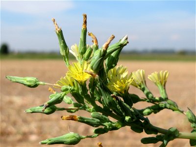 Stachel-Lattich (Lactuca serriola) im Hockenheimer Rheinbogen