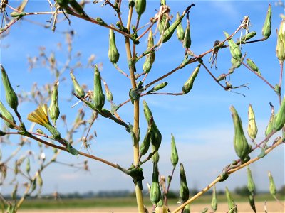 Stachel-Lattich (Lactuca serriola) im Hockenheimer Rheinbogen