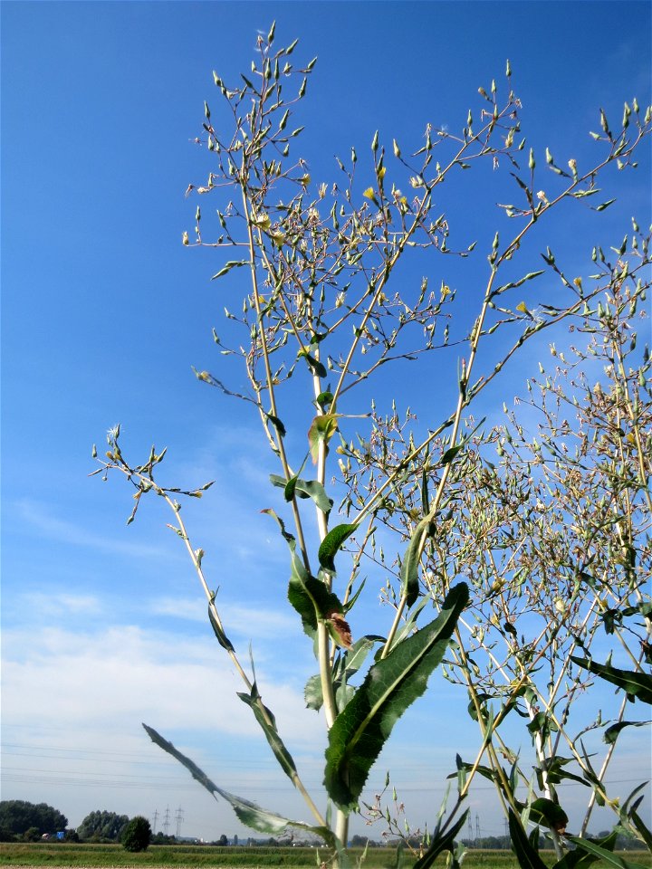 Stachel-Lattich (Lactuca serriola) im Hockenheimer Rheinbogen