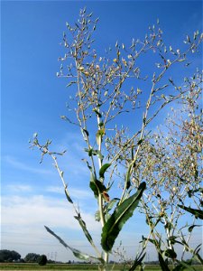 Stachel-Lattich (Lactuca serriola) im Hockenheimer Rheinbogen photo