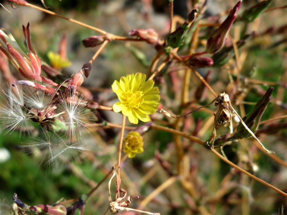 Stachel-Lattich (Lactuca serriola) bei Klingenmünster