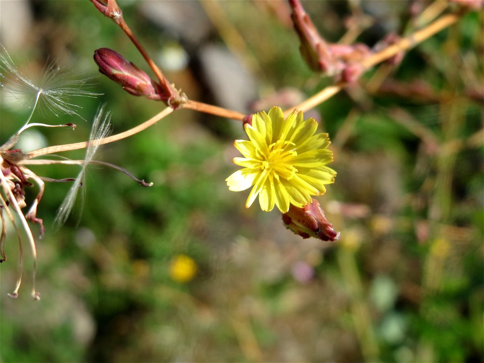Stachel-Lattich (Lactuca serriola) bei Klingenmünster