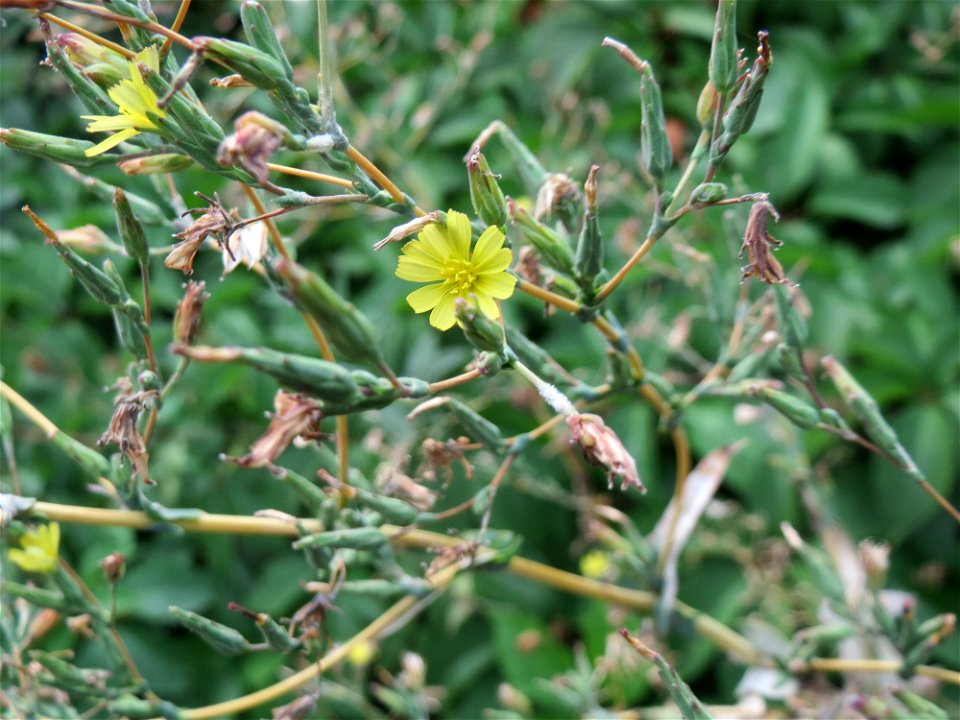 Stachel-Lattich (Lactuca serriola) am Rand vom Landesgartenschaupark Hockenheim
