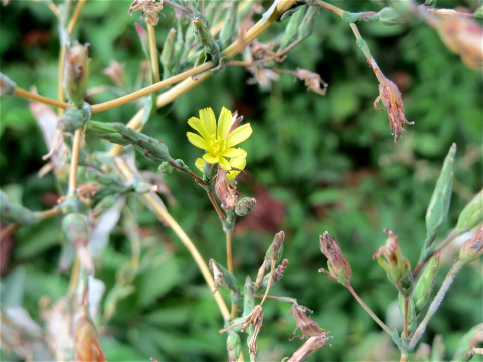 Stachel-Lattich (Lactuca serriola) am Rand vom Landesgartenschaupark Hockenheim