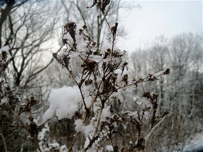 Stachel-Lattich (Lactuca serriola) am Winterberg in Saarbrücken