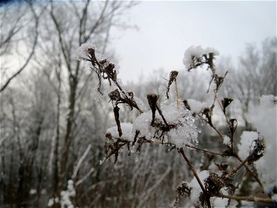Stachel-Lattich (Lactuca serriola) am Winterberg in Saarbrücken