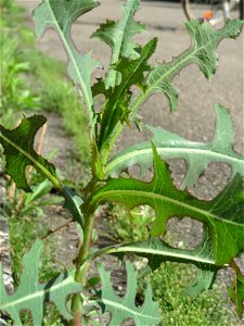 Ritzenbotanik: Stachel-Lattich (Lactuca serriola) in Hockenheim