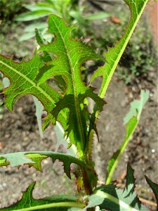 Ritzenbotanik: Stachel-Lattich (Lactuca serriola) in Hockenheim