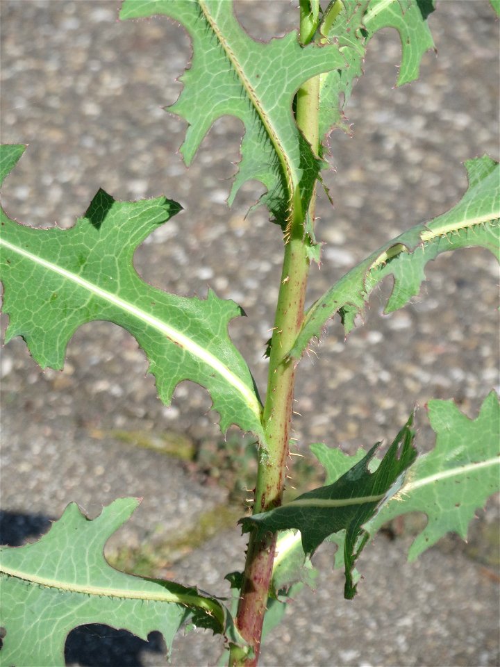 Ritzenbotanik: Stachel-Lattich (Lactuca serriola) in Hockenheim