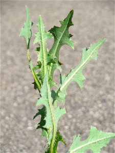 Ritzenbotanik: Stachel-Lattich (Lactuca serriola) in Hockenheim photo