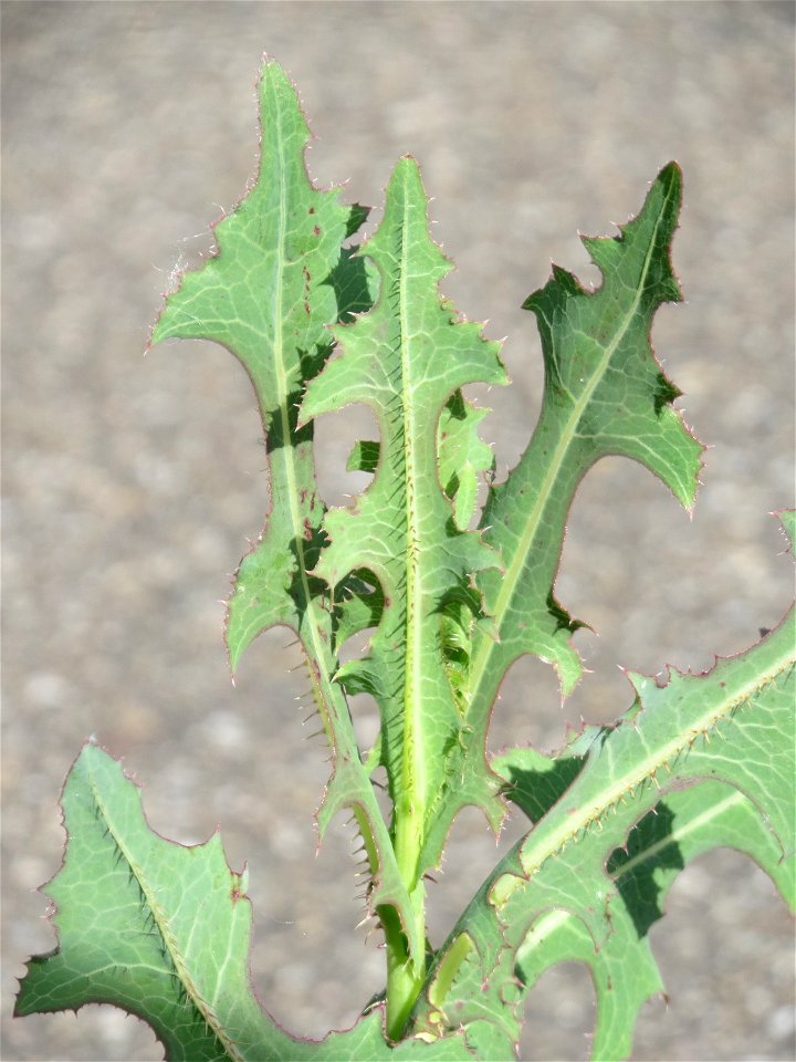 Ritzenbotanik: Stachel-Lattich (Lactuca serriola) in Hockenheim