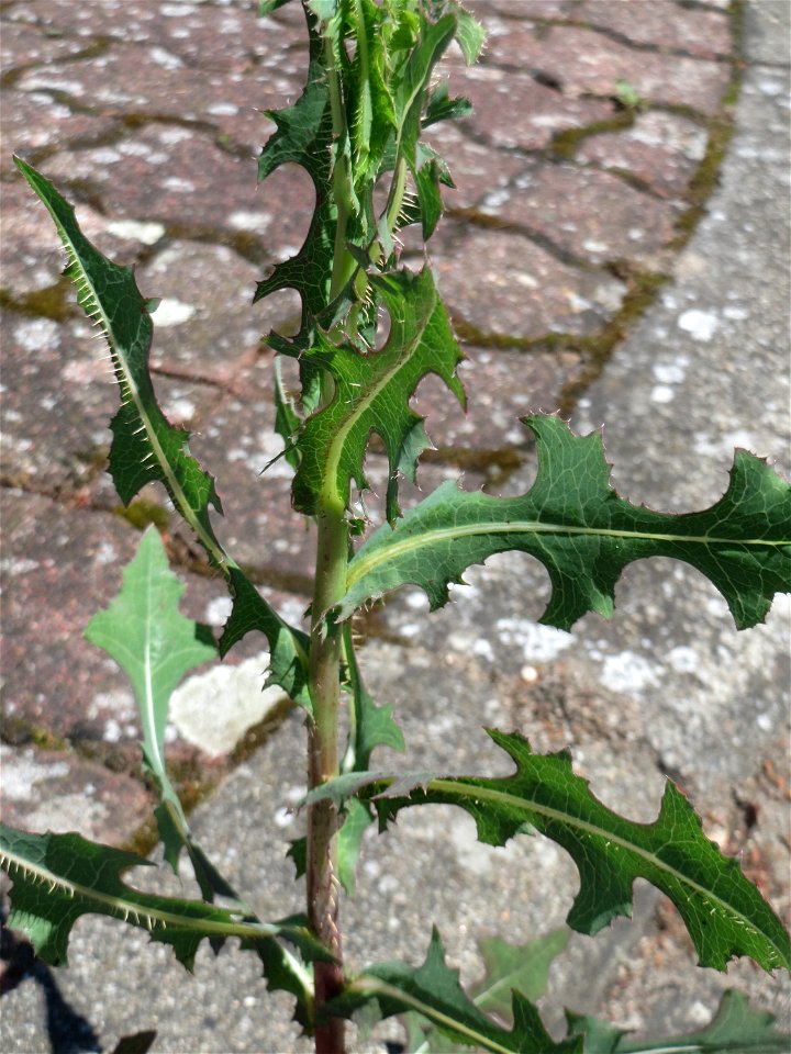 Ritzenbotanik: Stachel-Lattich (Lactuca serriola) in Hockenheim