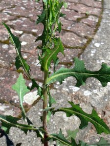 Ritzenbotanik: Stachel-Lattich (Lactuca serriola) in Hockenheim photo