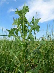Stachel oder Kompass-Lattich (Lactuca serriola) auf einer Brachfläche zum Schutz der Haubenlerche beim Dänischen Lager bei Hockenheim