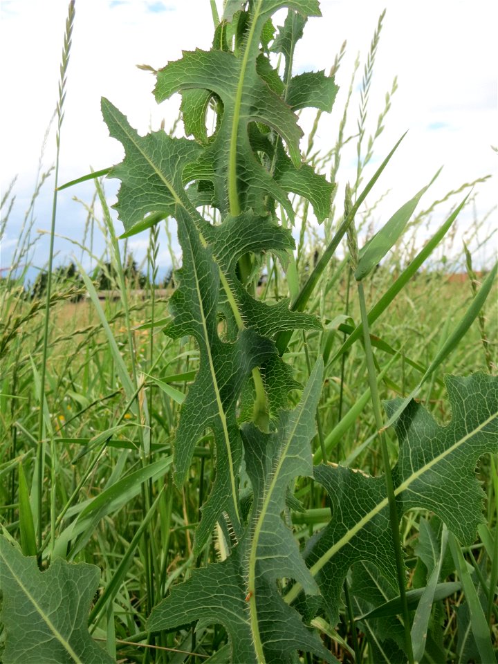 Stachel oder Kompass-Lattich (Lactuca serriola) auf einer Wiese zum Schutz der Haubenlerche am Stadtrand von Hockenheim