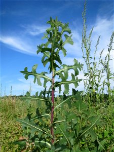 Stachel oder Kompass-Lattich (Lactuca serriola) auf einer Brachfläche zum Schutz der Haubenlerche beim Dänischen Lager bei Hockenheim