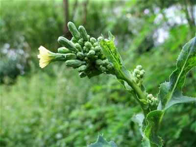 Stachel- oder Kompass-Lattich (Lactuca serriola) an der Saar in Saarbrücken