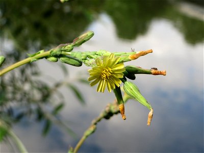 Stachel-Lattich (Lactuca serriola) an der Saar in Saarbrücken