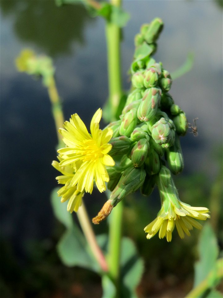 Stachel-Lattich (Lactuca serriola) an der Saar in Saarbrücken