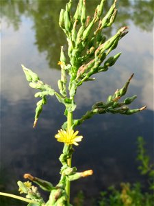 Stachel-Lattich (Lactuca serriola) an der Saar in Saarbrücken