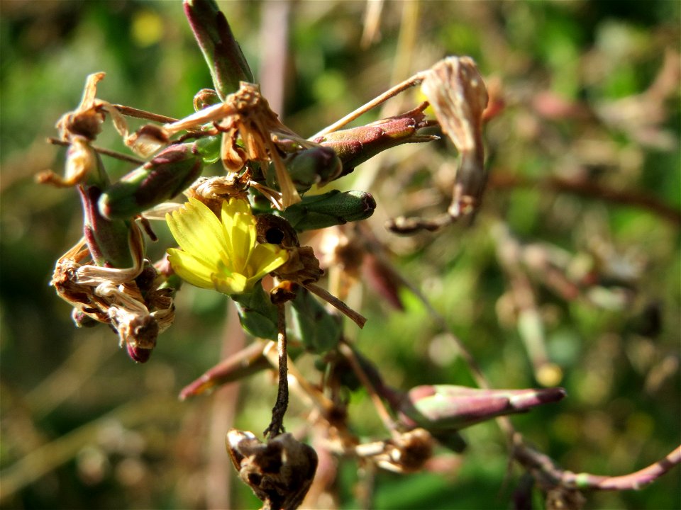 Stachel-Lattich (Lactuca serriola) in Schwetzingen
